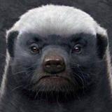 斯败