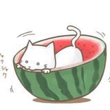小猫不吃瓜