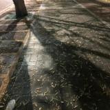 花开荼靡、叶落彼岸
