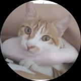 桃花花是只猫