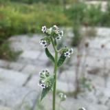 小花琉璃