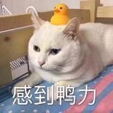 恰不动了