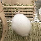 第四音调