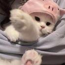 没穿苦茶子