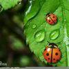 Ladybug and Black Ca