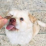 喋喋是坨翔