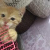 六六啦。