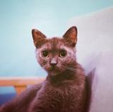 猎户座的先知