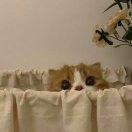 iiyou
