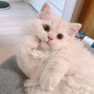 猫七七吖