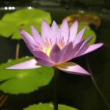 恒庸