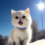 猫头鹰王国