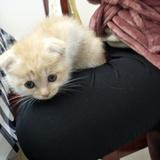 沉睡の爱丽丝