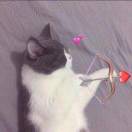 薛之谦的猪