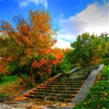 梦中寻觅归途吖