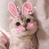 ぃ 鱼