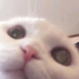 安现