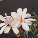 梓曦
