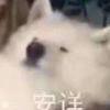 山栀君影