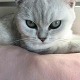 lozy