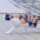 忽子