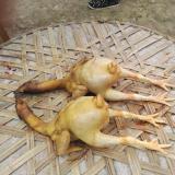 雷霆崖狂战杨永信