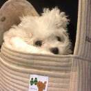 草莓派多加珍珠