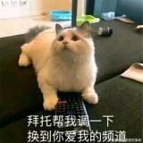戴雨晨