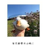 吃土的呱