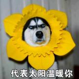 友友