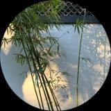 逍遥客