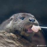 啦啦娥