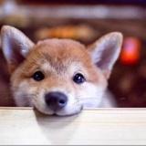 小jc_y