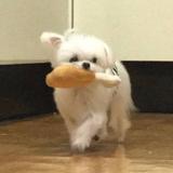 白几