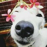 甜不辣