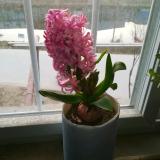 以后改口叫米国