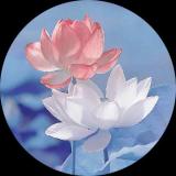 清水出芙蓉