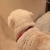 梦啊洋