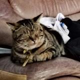Felo