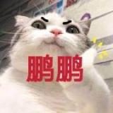 鹏鹏君驾到