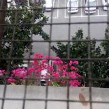 鸿雁传书