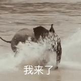 模仿 秀 。