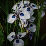 Moraea