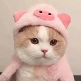 蘑菇酱