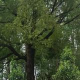 带你去看车的小姐姐