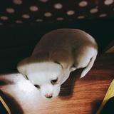 大仙儿