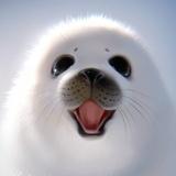 狐糊糊