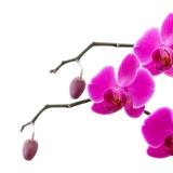 茶味识甘