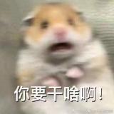 林深 见鹿