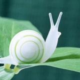 诺克蜗牛